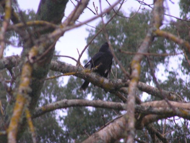 Currawong