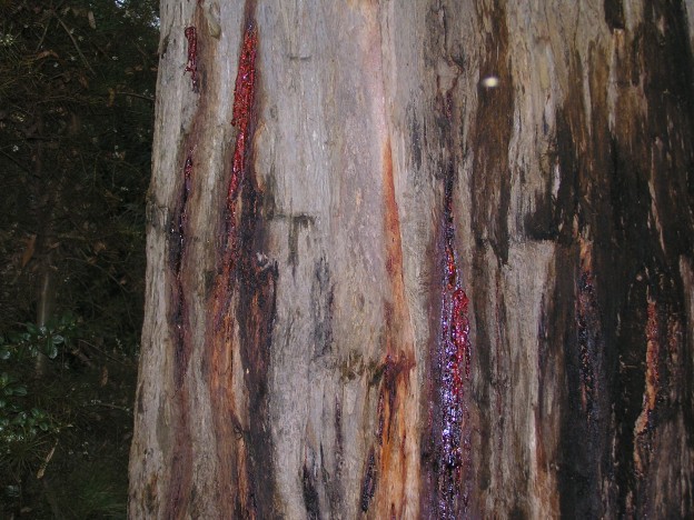 Gum Tree Sap