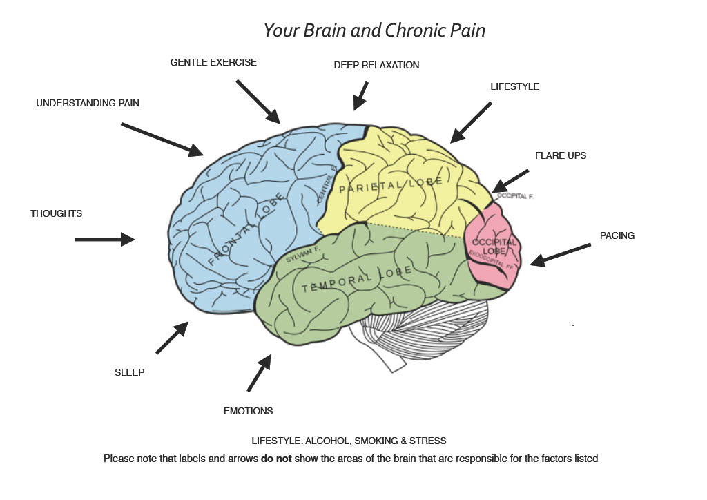 Pain Brain Structures Pain and the Brain | Greg Troup